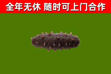 黄石港烟酒回收干海参.jpg